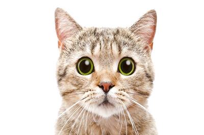 7 Essential Tips For Happy And Healthy Cats