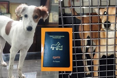 How UP's Stray Dogs 'Moti' and 'Jaya' Found Their New Homes in Italy, Netherlands