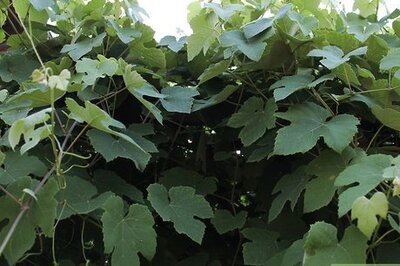 How to Make a Grapevine Wreath