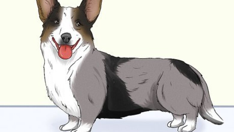 How to Identify a Cardigan Welsh Corgi