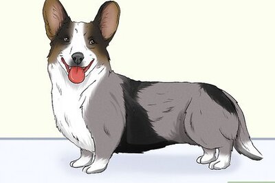 How to Identify a Cardigan Welsh Corgi