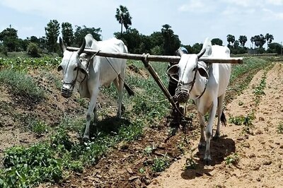 This Telangana Farmer Earns Rs 6,000 A Day Offering Bulls For Ploughing Fields