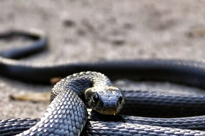 Snake Charmers Release Reptiles in Chambal Express Coach Unleashing Panic Among Passengers
