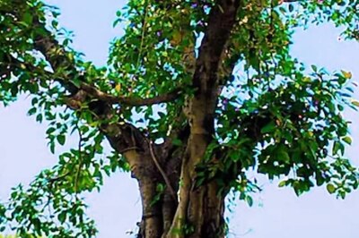 'Such Brazen Acts In The Capital': SC Raps DDA Over Felling of Trees in Delhi Ridge Area, Proposes Massive Plantation