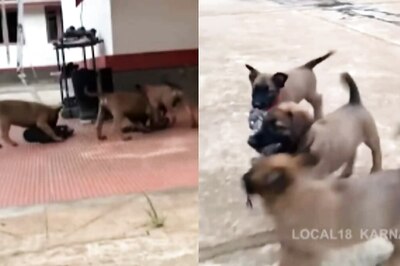 Karnataka Hospital Gifts Indian Army Belgian Malinois Dogs Worth Rs 1.2 Lakh