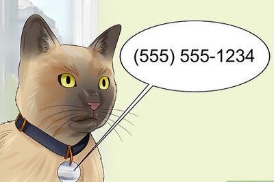 How to Move with a Cat