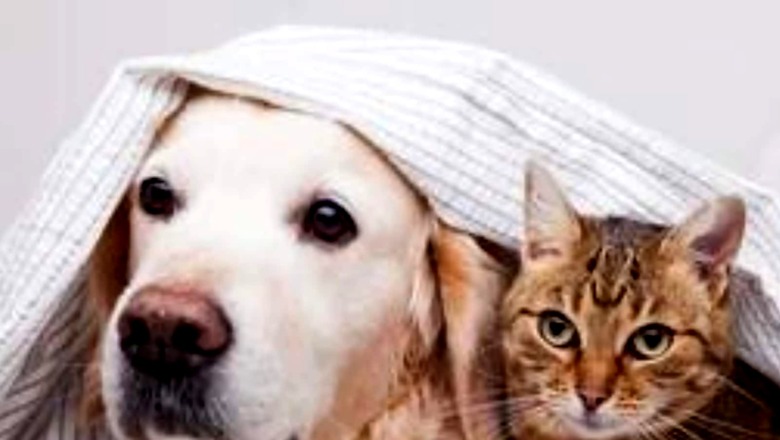 Pet Health: Important Tips To Check If Your Pet Is Over Or Underweight