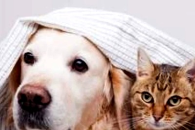 Pet Health: Important Tips To Check If Your Pet Is Over Or Underweight