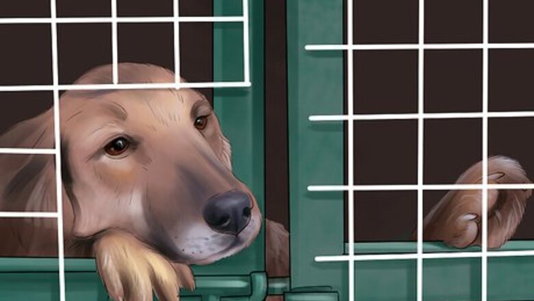 How to Know if You Are Ready for a Dog