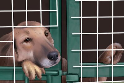 How to Know if You Are Ready for a Dog