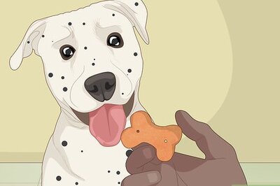 How to Walk a Stubborn Dog