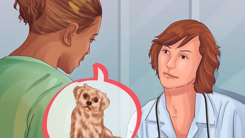 How to Treat Patellar Luxation in Shih Tzus