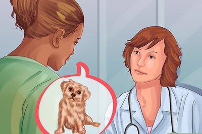 How to Treat Patellar Luxation in Shih Tzus