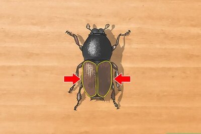 How to Identify Beetles