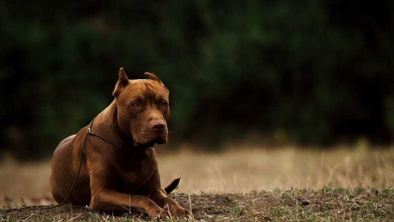 Noida Authority to Charge Pet Owners Rs 10,000 in Case of Mishap Due to Dog or Cat