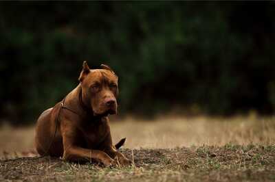 Noida Authority to Charge Pet Owners Rs 10,000 in Case of Mishap Due to Dog or Cat