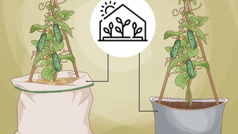 How to Train Cucumbers