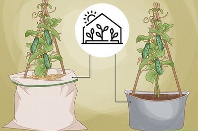 How to Train Cucumbers