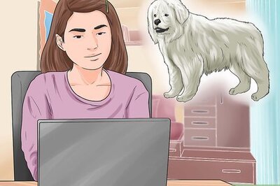 How to Train a Dog to Protect Chickens