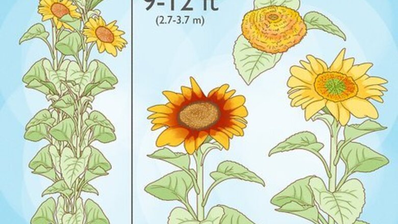 How to Grow Sunflowers