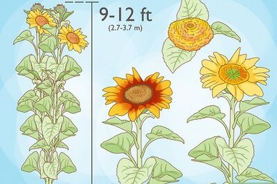 How to Grow Sunflowers