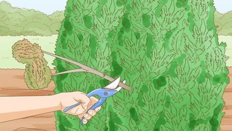 How to Prune Evergreen Trees