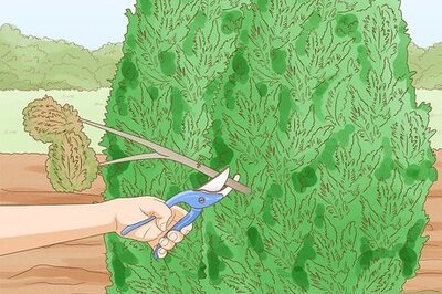 How to Prune Evergreen Trees