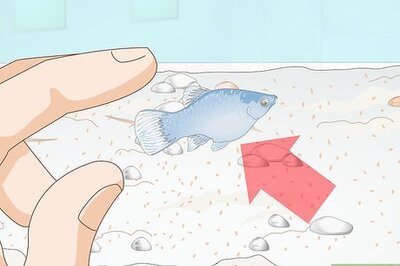 How to Take Care of Baby Platy Fish
