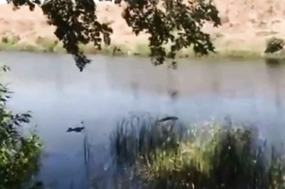 As Bodies Found Dumped in Ganga, Yamuna, Experts Rule Out Transmission of Coronavirus Through Water