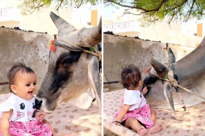 Video Of A Cow Playing With Little Girl Is The Cutest Thing On The Internet Today
