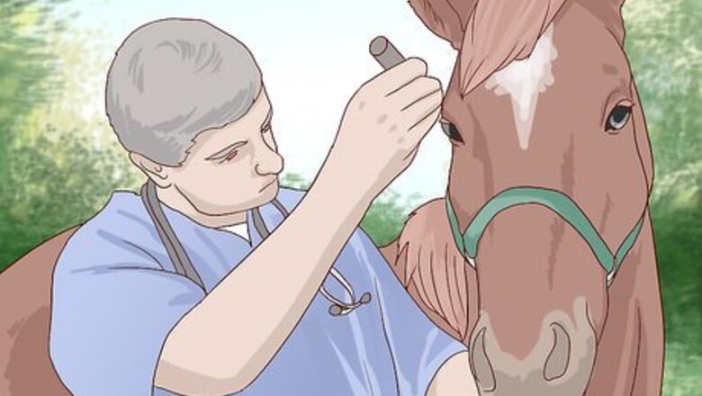 How to Get Rid of Ear Plaque in Horses