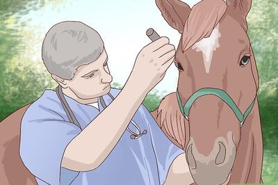 How to Get Rid of Ear Plaque in Horses