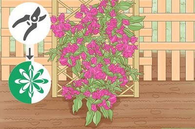 How to Prune Bougainvillea
