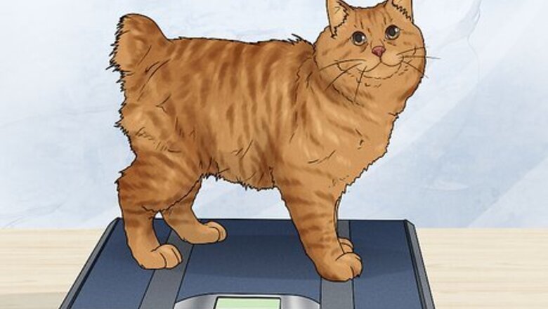 How to Care for an American Bobtail Cat