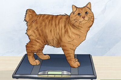 How to Care for an American Bobtail Cat