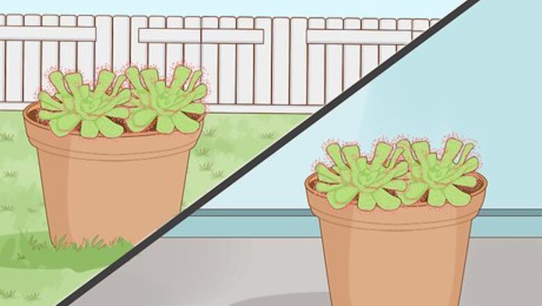How to Grow Sundews