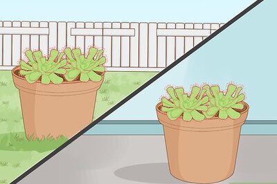How to Grow Sundews