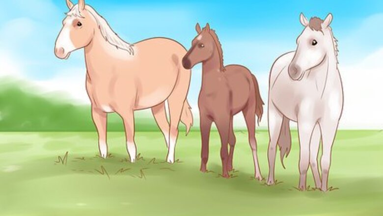How to Pet a Wild Horse