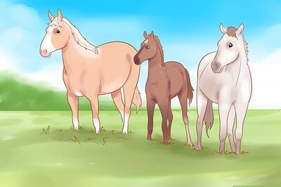 How to Pet a Wild Horse