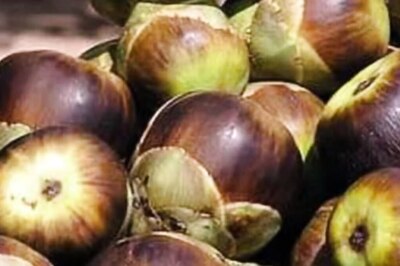 Why You Must Add Ice Apple To Your Summer Diet