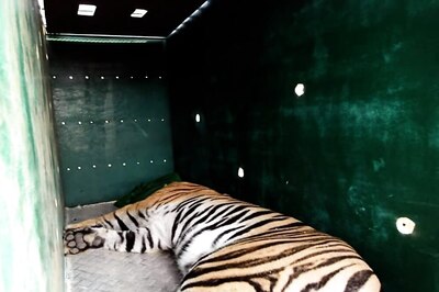 In Mysuru’s Malali Village, Tigress Rescued After 8-hour Operation