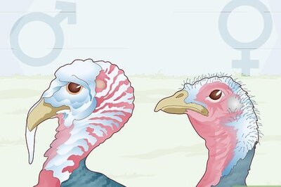 Female vs Male Turkeys: How to Tell a Young Turkey’s Gender