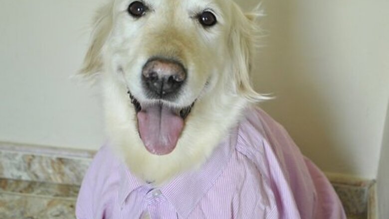 How to Craft a Dog Collar from an Old Shirt