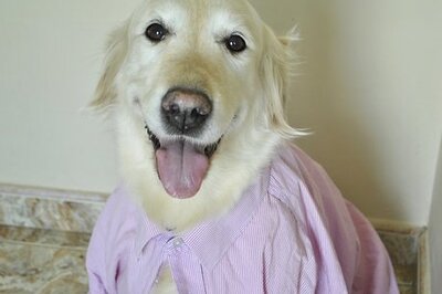 How to Craft a Dog Collar from an Old Shirt