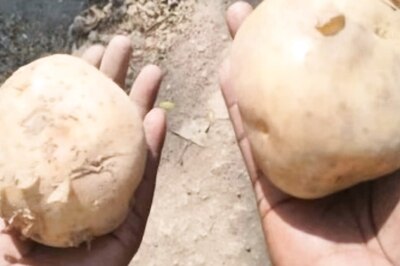 Here is How 'Fake Potatoes' Are Dominating Both Rural and Urban Markets
