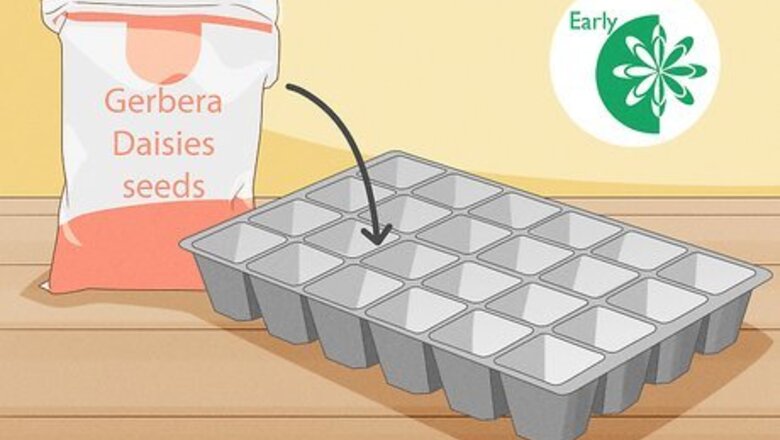 How to Grow Gerbera Daisies