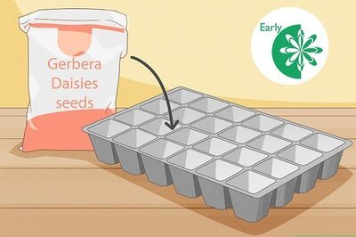 How to Grow Gerbera Daisies