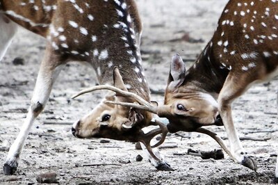 Shiv Sena MP's Car Runs Over Spotted Deer in Mumbai's National Park