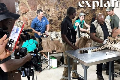 12 Cheetahs Begin Journey from South Africa to India: All About Feline's Reintroduction Programme