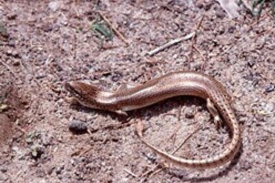 New species of lizards found in Orissa